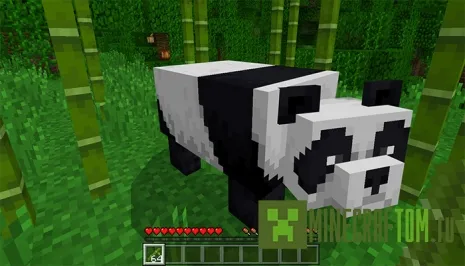 Мод Tameable Pandas (Приручаемые панды) Мод Tameable Pandas (Приручаемые панды)