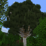 Улучшенная береза