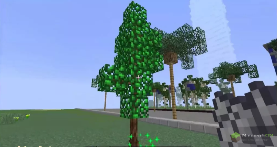 Чайное дерево