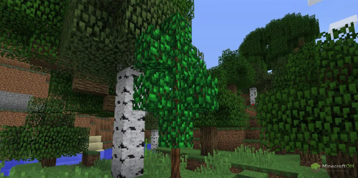 Чайное дерево