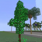 Чайное дерево