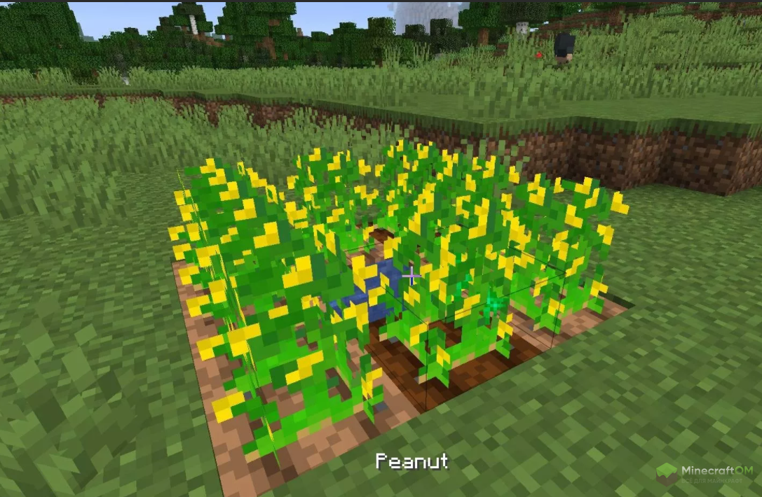 Грядка с арахисом