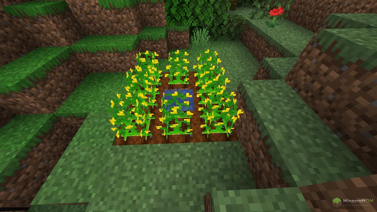 Грядка с арахисом