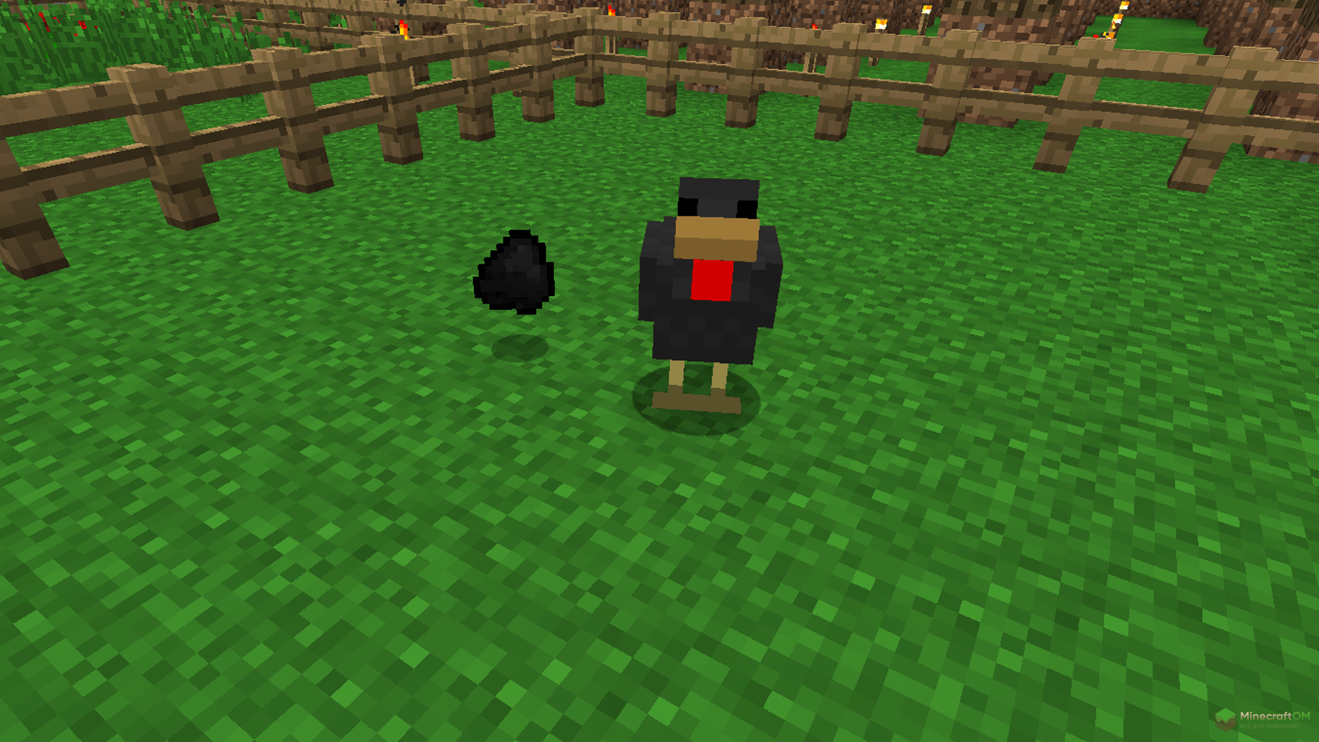 Новые виды куриц