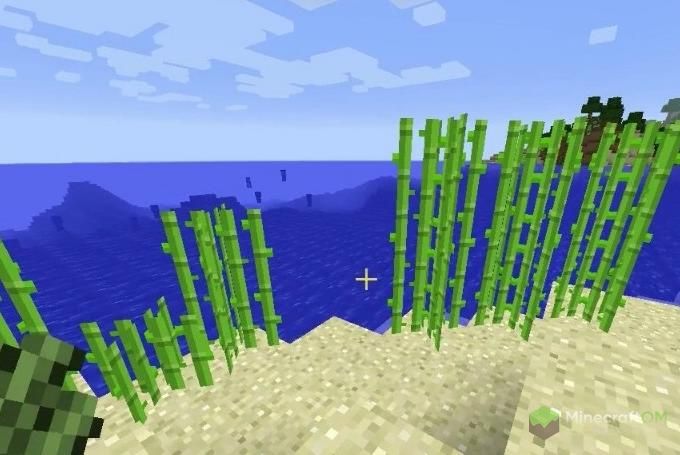 Рост тростника на разном песке