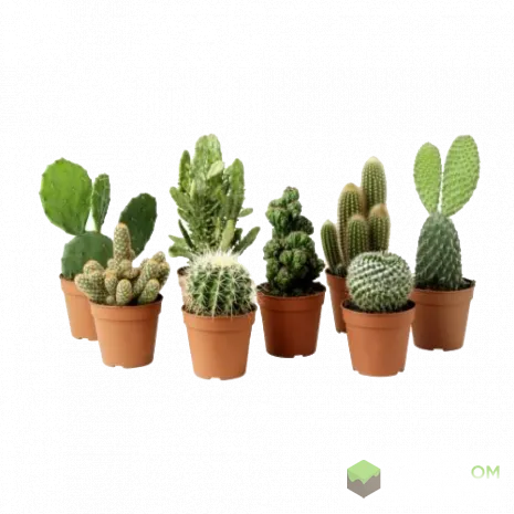 Мод на растительность для Майнкрафт 1.15.2/1.14.4/1.12.2 (More Plants) Мод на растительность для Майнкрафт 1.15.2/1.14.4/1.12.2 (More Plants)