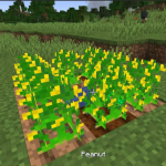 Грядка с арахисом