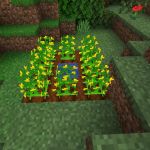 Грядка с арахисом