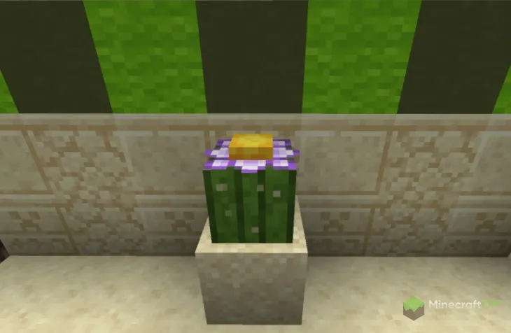 Кактус с цветочком