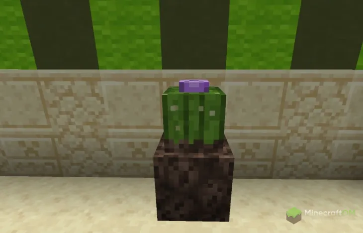 Кактус в песке душ