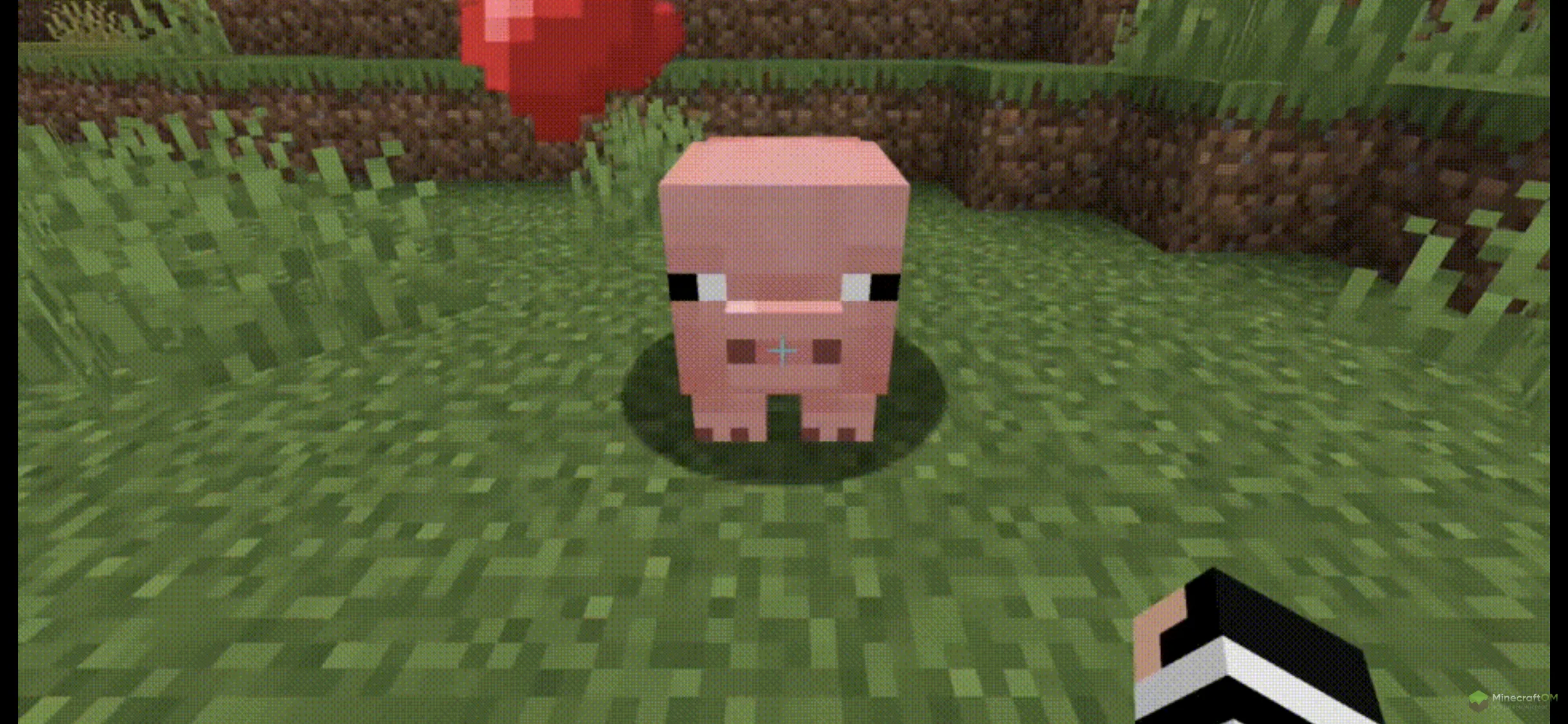 Приручение свиньи