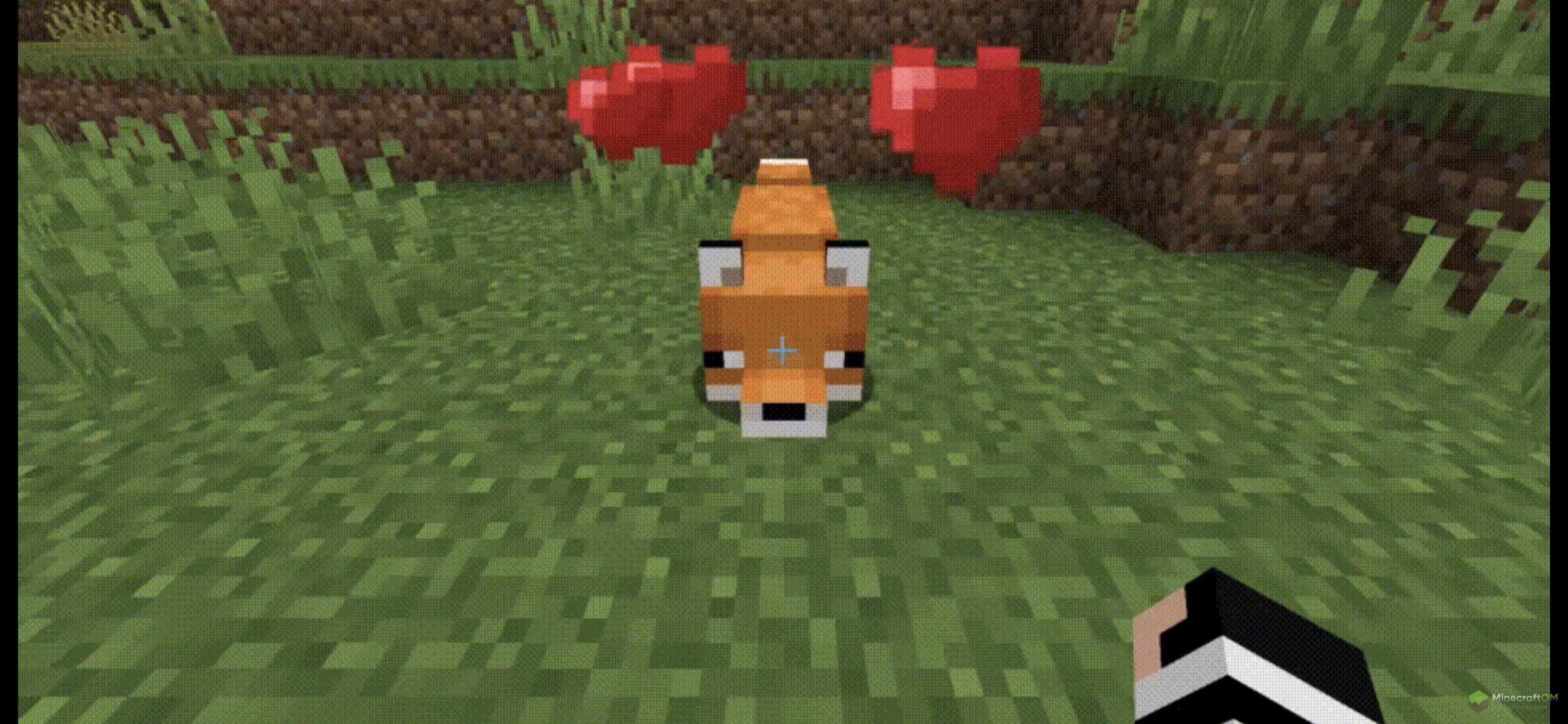 Приручение лисы с помощью поглаживания