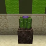 Кактус в песке душ