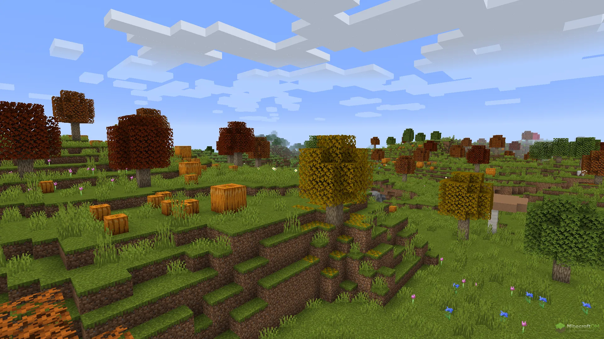 Тыквенное поле