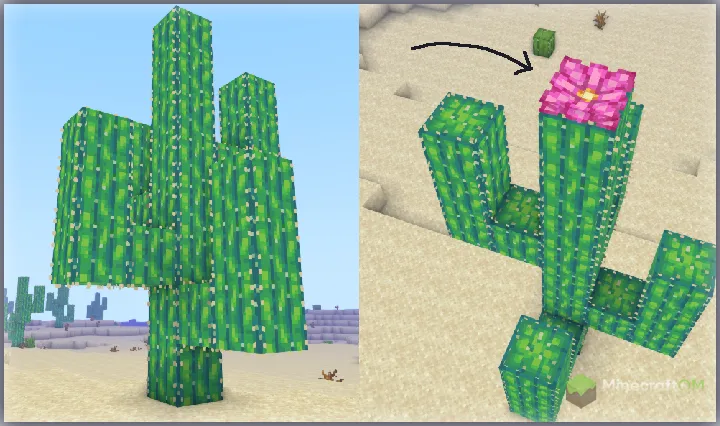 Новый вид кактуса