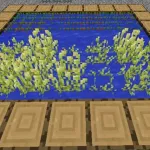 Водные культуры