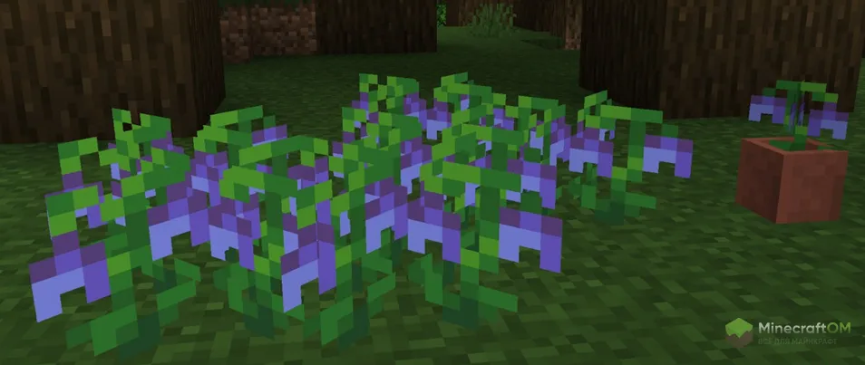 Кусты голубики