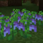 Кусты голубики