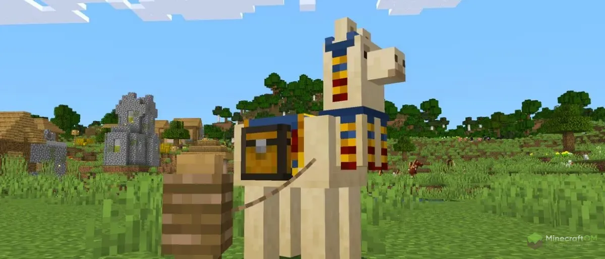 Лама торговца на привязи