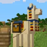 Лама торговца на привязи