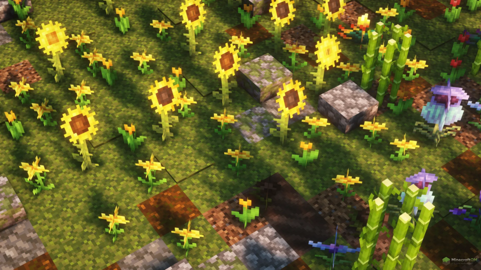 подсолнухи