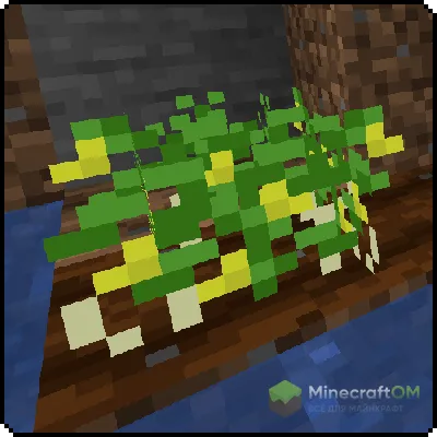 Урожай арахиса