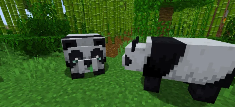 Белая панда