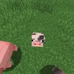 Новый детеныш свиньи из текстурпака More Pig Variants