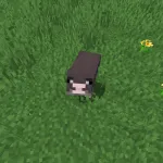 Новая черная свинья из текстурпака More Pig Variants