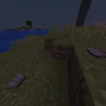 Морские ракушки из мода This Rocks