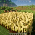 Поле, политое с помощью лейки