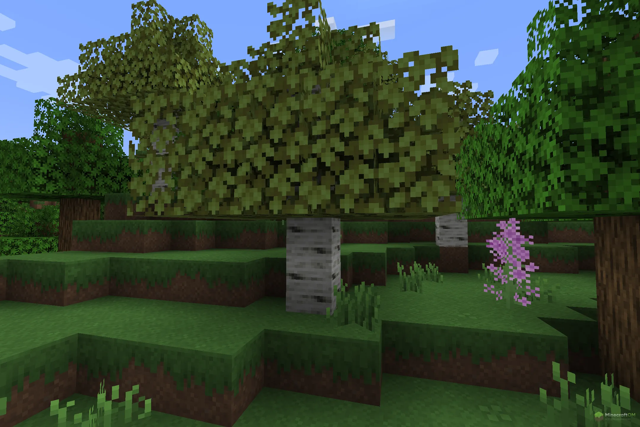 Новая береза из текстурпака Squareful