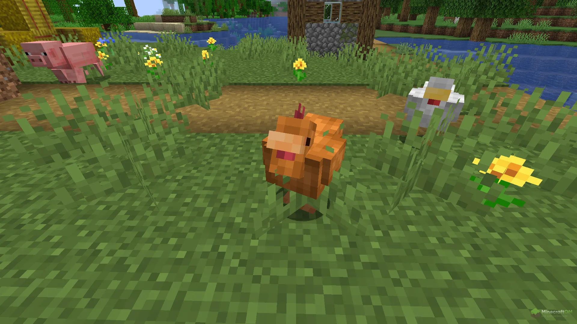 Новая рыжая курица из текстурпака Cluckier Chickens